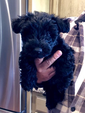 Scottish Terrier Puppies