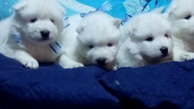 Samoyed puppy for sale + 56137
