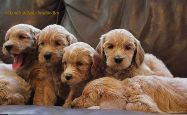 Australian Multi Generation Labradoodles Puppies