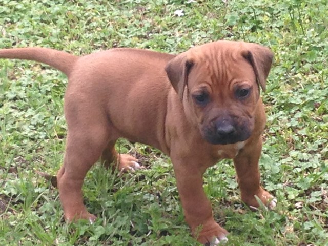 Dogs Online Boxer Puppies Dogs Online Boxer Puppies