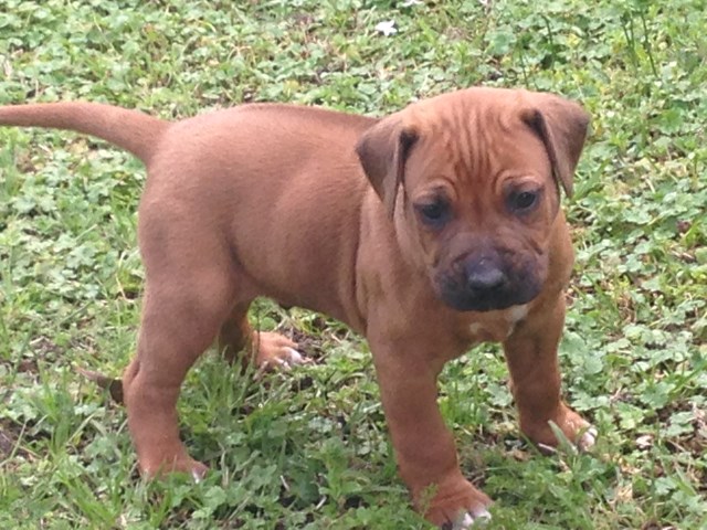 Rhodesian Ridgeback Puppies