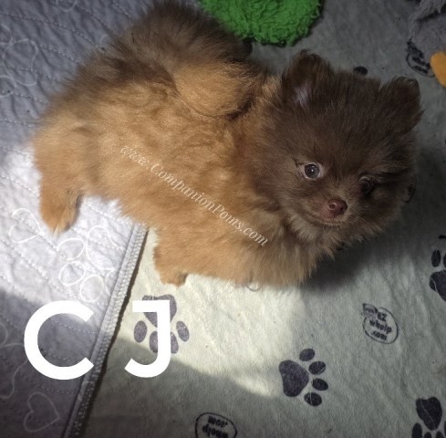 Pomeranian puppy for sale + 66925