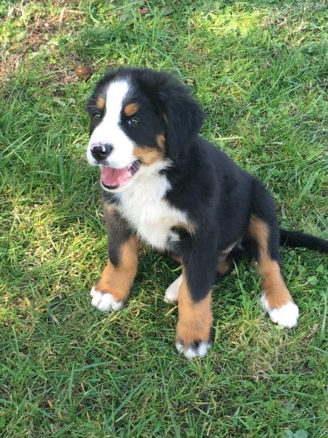 Bernese Mountain Dog