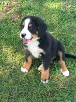 Bernese Mountain Dog Bernese Mountain Dog for sale/adoption
