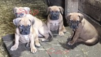 Dogue De Bordeaux thumbnail