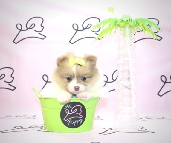 Tik Tok - Teacup Pomeranian Puppy