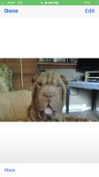 Litter from our Ch sired male Camp wrinkles Cafe Brulot - 2black male all shots Chinese Shar Pei for sale/adoption