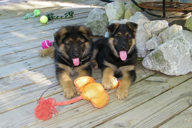 AKC German Shepherd Puppies for Sale