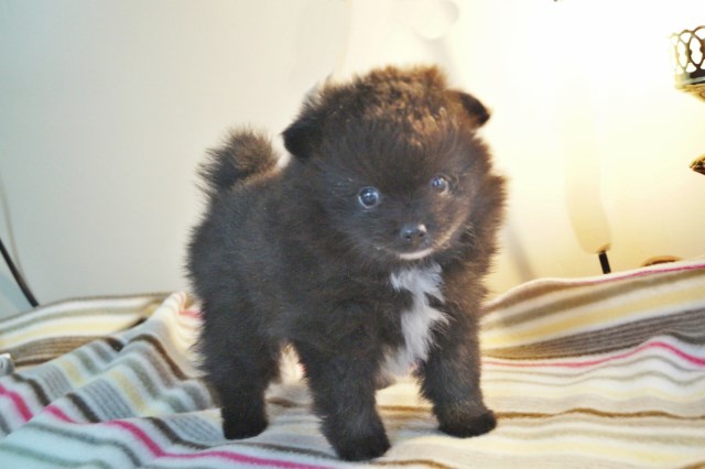 CKC Pomeranian pup - BRUNO