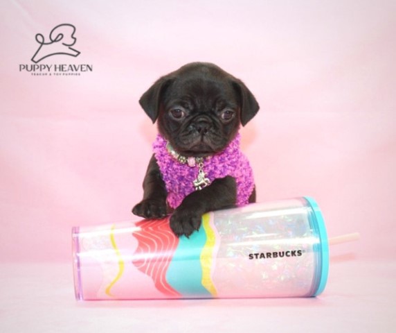 Pug puppy for sale + 61094