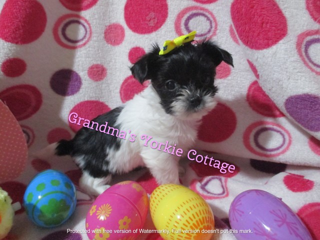Lacey  Female Parti '' Teacup'' Yorkie PET ONLY