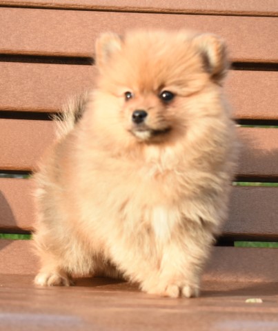 Purebred Pomeranian Puppy GIRL Tina