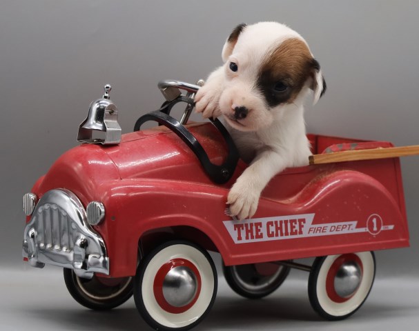 Parson Russell Terrier puppy for sale + 64000