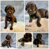 Great Dane Puppies Great Dane for sale/adoption