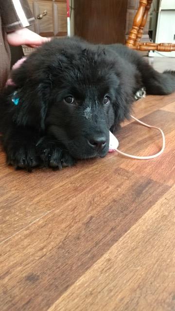 Gorgeous Black AKC Newfoundland