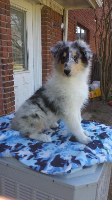 AKC Rough Collies Blue Merle