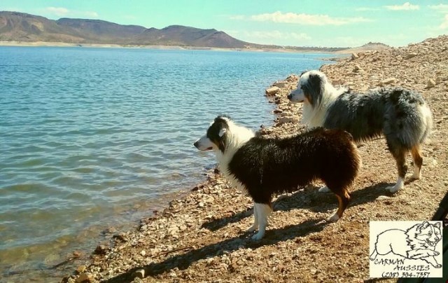 Australian Shepherd Dog puppy for sale + 56595