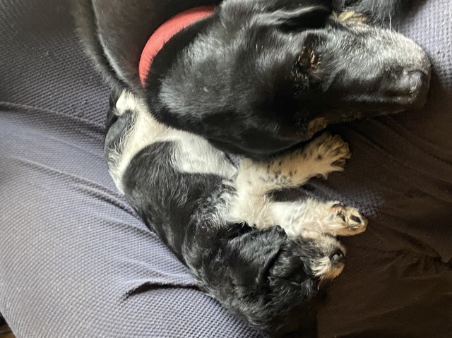 F1 and F2 labradoodle puppies