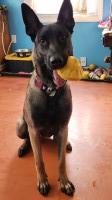 Beautiful malinois puppy Malinois for sale/adoption