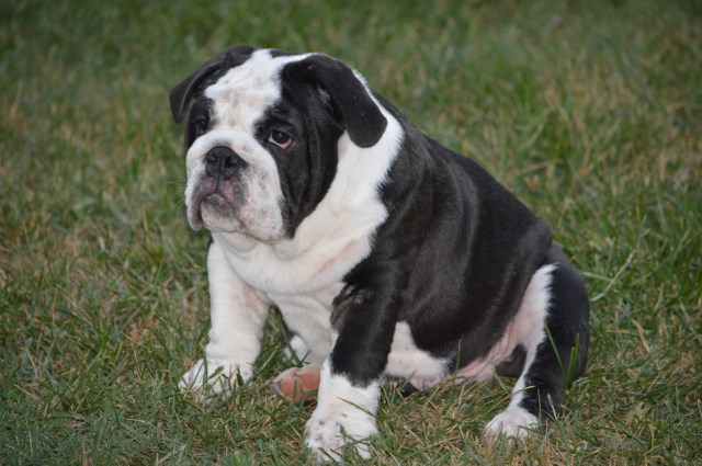 AKC Color Carrier Males - English Bulldog Pups