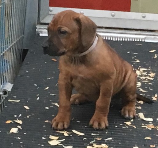 Rhodesian Ridgeback puppy for sale + 50872