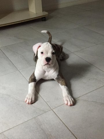 American Bulldog puppy for sale + 53609