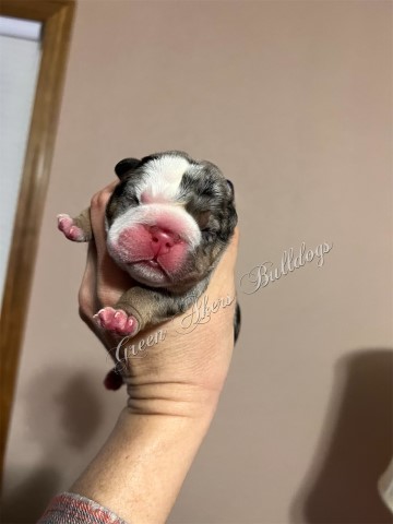 English Bulldog puppy for sale + 64494