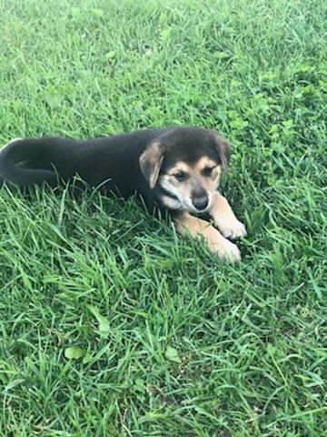 Labrador Retriever puppy for sale + 53137