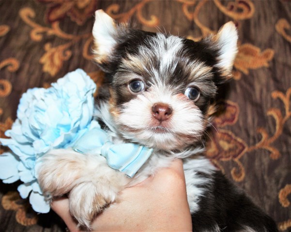 Yorkshire Terrier puppy for sale + 51805