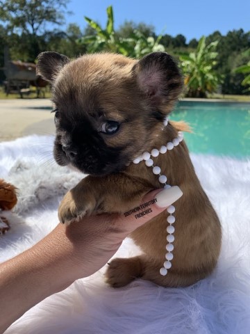 French Bulldog puppy for sale + 62312
