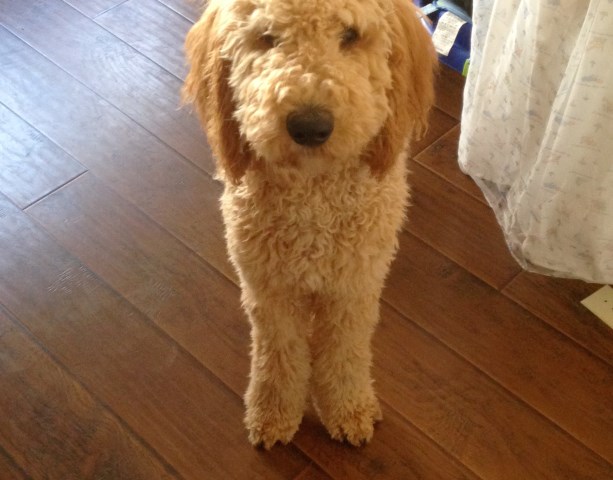 Labradoodle for sale