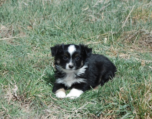 Miniature Australian Shepherd puppy for sale + 52307