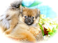 TINY TINY Pomeranian . Prespoiled.  Super Sweet.  Financing. Pomeranian for sale/adoption