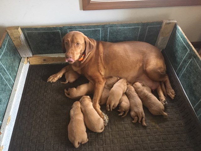 Fox red lab pups in michigan