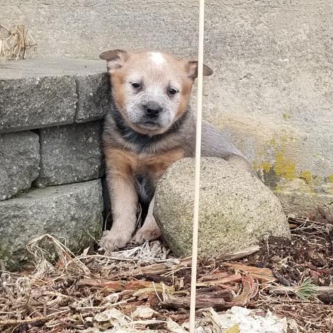 Australian Cattle Dog puppy for sale + 60259