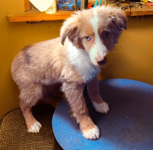 Red Merle miniature Australian shepherd