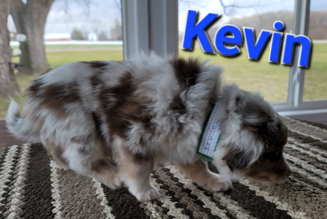 Australian Shepherd Dog puppy for sale + 64431