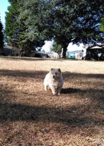 Chow Chow puppy for sale + 54272
