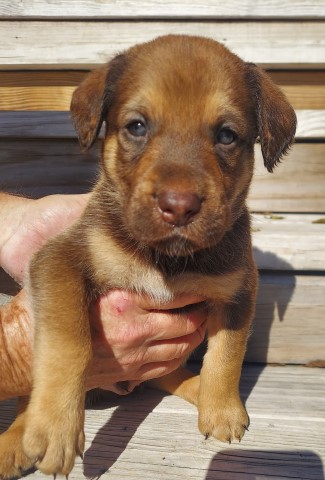 Chesador Puppies ready on 12/3/21