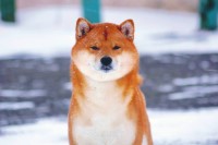 Shiba Inu Puppies Shiba Inu for sale/adoption