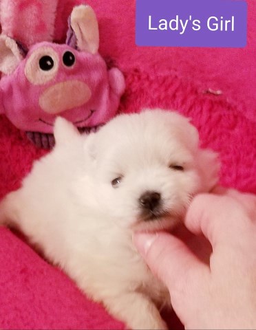 Pomeranian puppy for sale + 54470