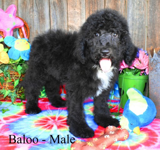 Baloo - Sheepadoodle