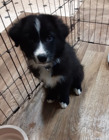 Australian Shepherd Dog puppy for sale + 62470