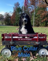 CHRISTMAS SPECIAL Aussiedoodle Puppies Australian Shepherd Dog for sale/adoption