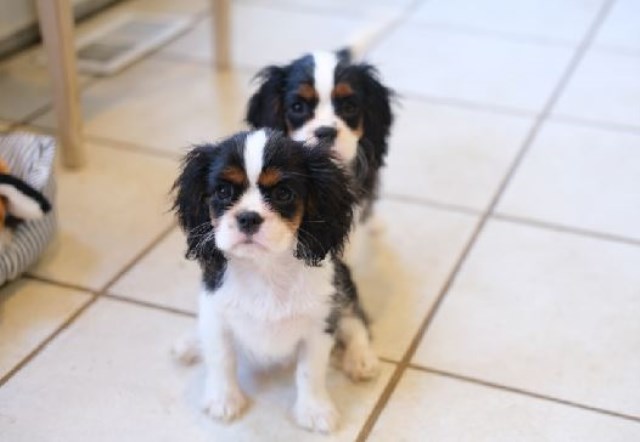 Cavalier King Charles Spaniels