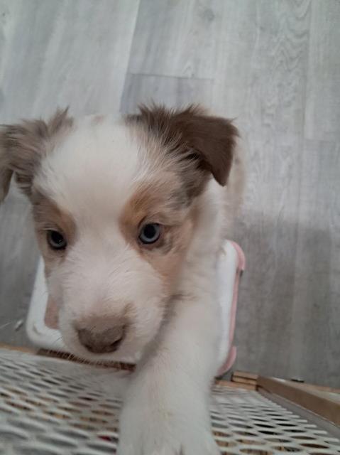 Australian Shepherd Puppies
