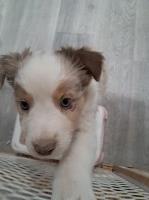Australian Shepherd Puppies Australian Shepherd Dog for sale/adoption