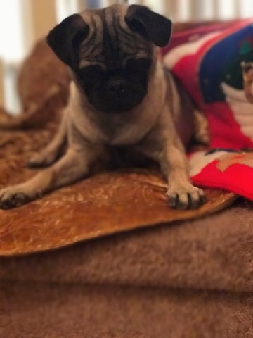 Pug puppy for sale + 50883