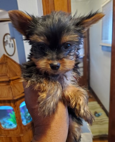 Yorkshire Terrier puppy for sale + 62636