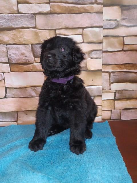 German Shepherd Dog puppy for sale + 67080